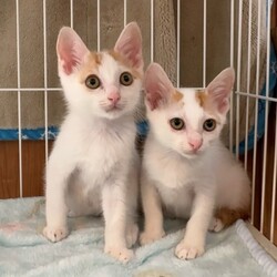 ★毎日が譲渡会★予約は不要です！「保護猫に会う」だけでも大歓迎！