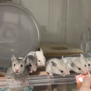 ゴールデンハムスター　カラーハムスター　赤ちゃん
