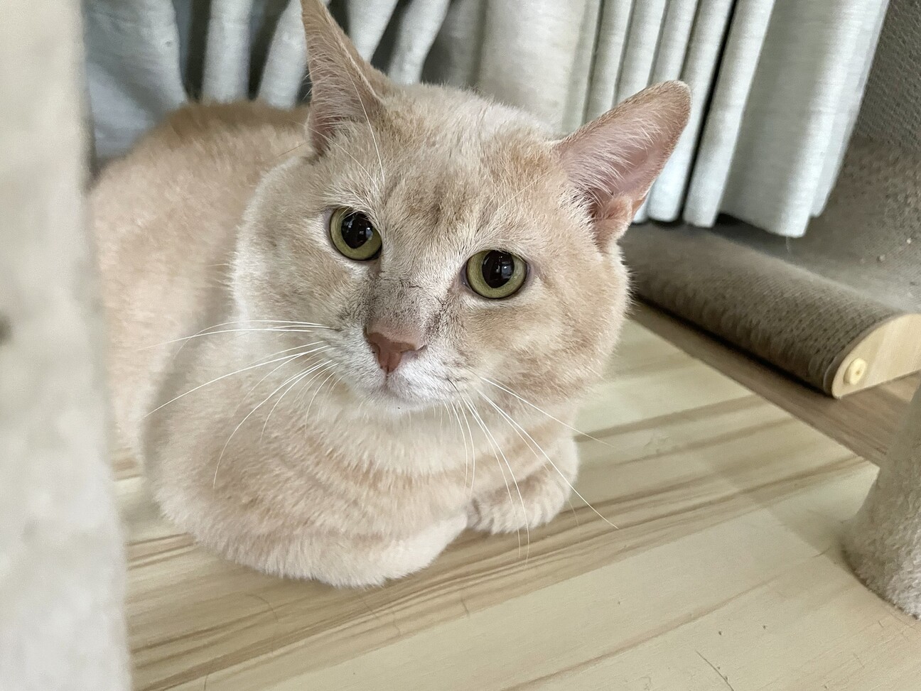 人懐っこいオレンジ猫ちゃん」大阪府 - 猫の里親募集(544870