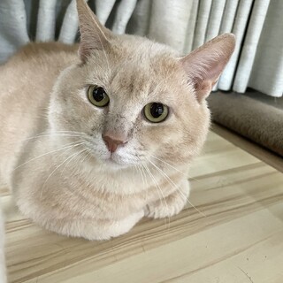 人懐っこいオレンジ猫ちゃん