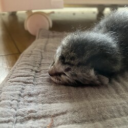 飛び出し注意！！アルタイルの冒険