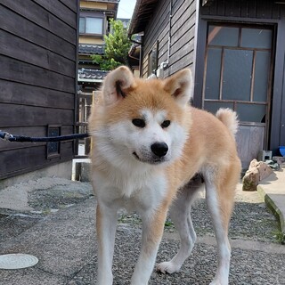可愛がって頂ける方を募集します！