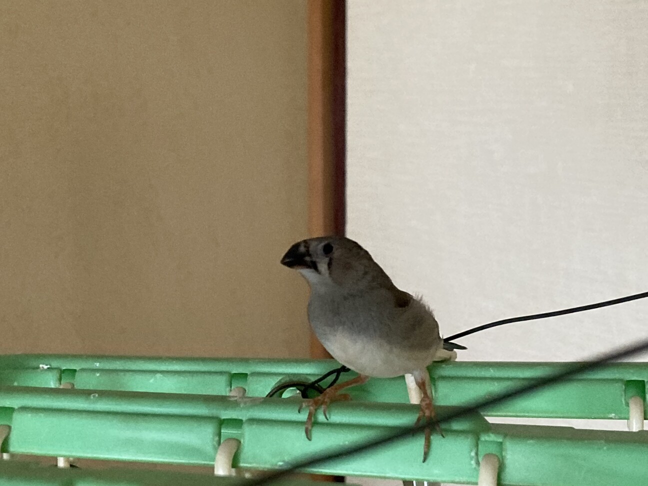 キンカチョウ 3羽」愛知県 - 鳥の里親募集(544875) 2枚目の画像 