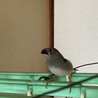 キンカチョウ　3羽 サムネイル2