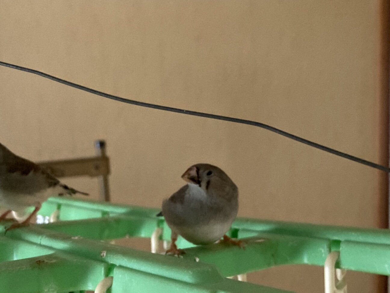 キンカチョウ 3羽」愛知県 - 鳥の里親募集(544875) 3枚目の画像 