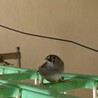 キンカチョウ　3羽 サムネイル3