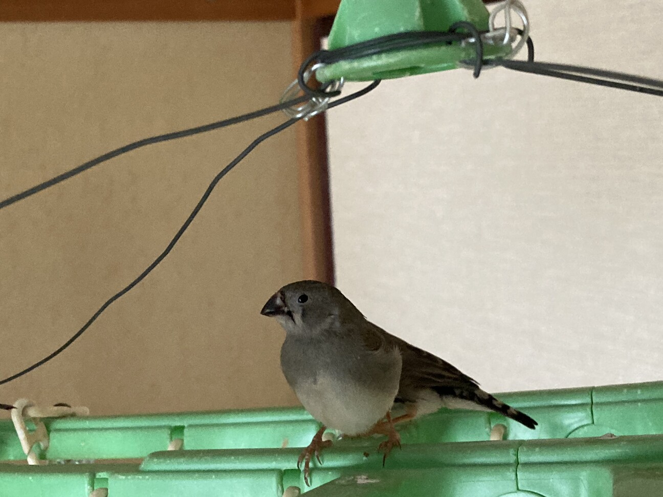 キンカチョウ 3羽」愛知県 - 鳥の里親募集(544875) 4枚目の画像 