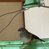 キンカチョウ　3羽 サムネイル4