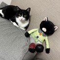 小柄なハチワレちゃん