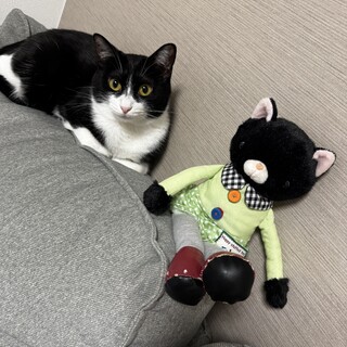 小柄なハチワレちゃん