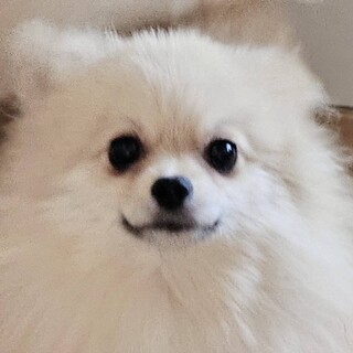 可愛いポメラニアン10ヶ月