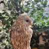 らふらん
