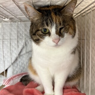 高齢者の応募OK！三毛猫『ネネ』＊エイズキャリア