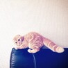 yuriko_cat