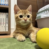 そう