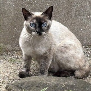 急募！週末にリリース！シャム系女の子