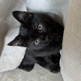キキみたいな黒猫ちゃん、家族になってくれませんか