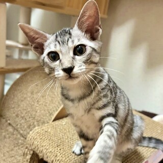 サバトラの子猫♪元気いっぱいで甘えん坊♡だんくん