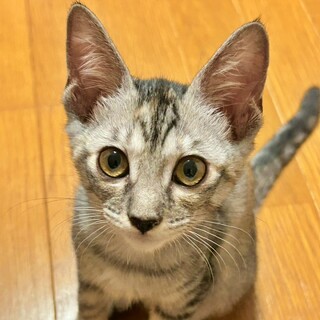 サバトラの子猫♪お膝が大好きな甘えん坊♡ひなちゃん