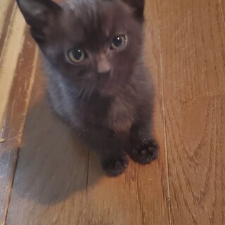 子猫ちゃん