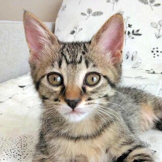 キジトラの子猫♪好奇心旺盛で人が大好き♡まおちゃん