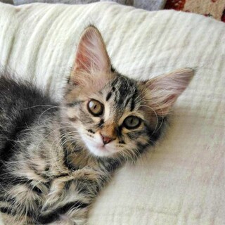 キジトラの子猫♪人が大好きで優しい性格のちおちゃん