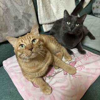 仲良し兄妹♡2匹同時引き取り希望