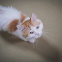 ライオン丸 2〜3歳