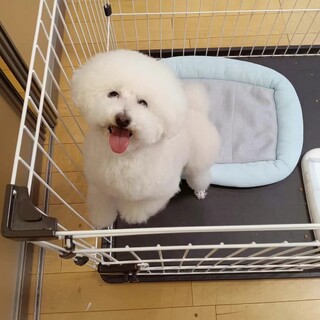 里親探しています