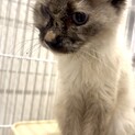 人懐っこい子猫です