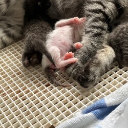 4日目でへその緒取れたよ