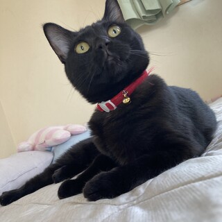 甘えん坊の黒猫ちゃん