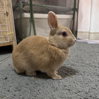 うさぎを引き取ってくれる方を募集します。