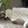 姫はよく寝ます。