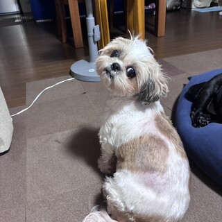 おとなしいシーズーのふみちゃん