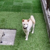 MOKA