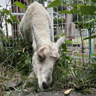 ヤギちゃんと柴犬