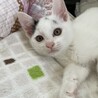 豆大福のような生後２か月くらいの可愛い子猫  サムネイル1