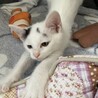 豆大福のような生後２か月くらいの可愛い子猫  サムネイル2
