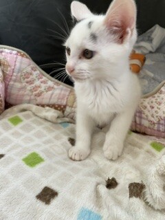 豆大福のような生後２か月くらいの可愛い子猫  サムネイル3