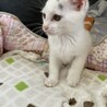 豆大福のような生後２か月くらいの可愛い子猫  サムネイル3