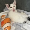 豆大福のような生後２か月くらいの可愛い子猫  サムネイル4
