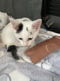 豆大福のような生後２か月くらいの可愛い子猫  サムネイル5