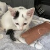 豆大福のような生後２か月くらいの可愛い子猫  サムネイル5