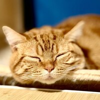 きなこ