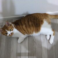 マロン