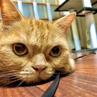 にゃん太