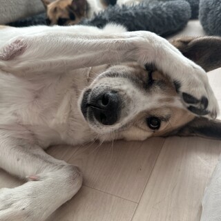 ちょっと鈍臭い甘えん坊のベン