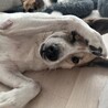 ちょっと鈍臭い甘えん坊のベン