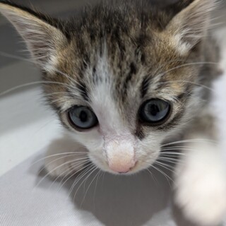 子猫の里親募集しています!!